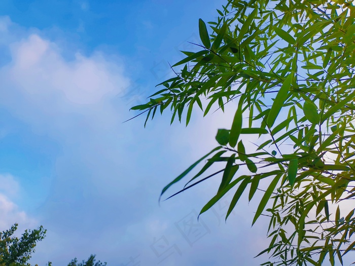 白云蓝天风景竹子绿树