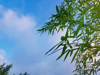 白云蓝天风景竹子绿树