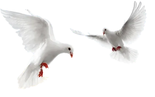 和平鸽免抠图
