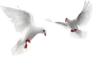 和平鸽免抠图