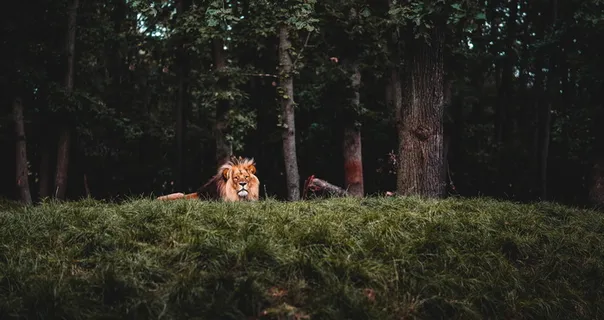 一头雄狮子图片