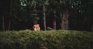 一头雄狮子图片