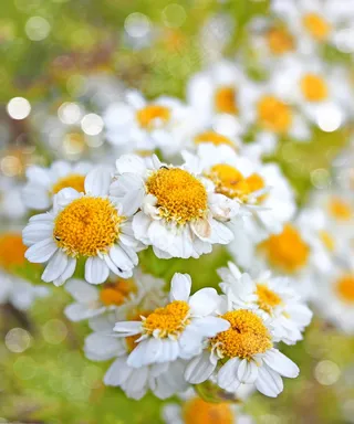 高清花草素材图片下载