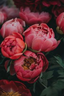 富贵牡丹花高清图片