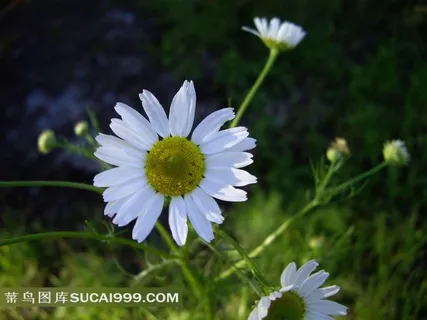 白色小花摄影图