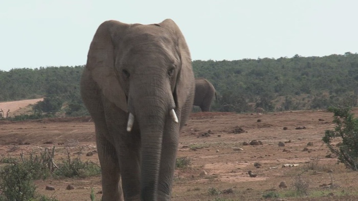 走在野外的非洲象