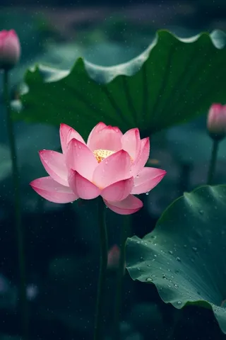 雨天荷花荷叶唯美背景