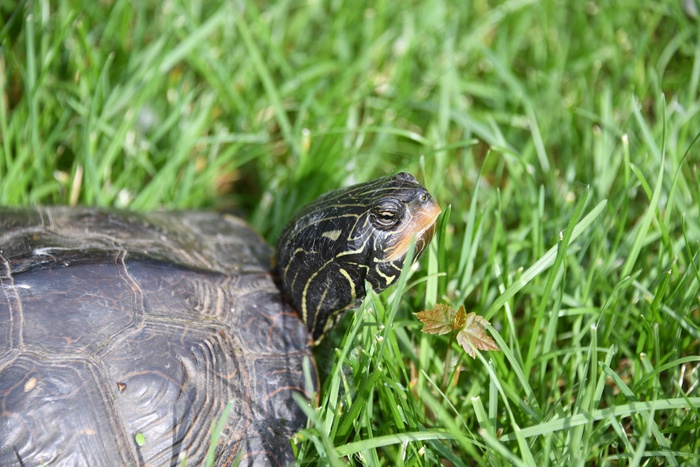 草地乌龟爬行图片