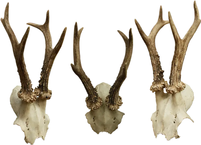 麋鹿角素材立体