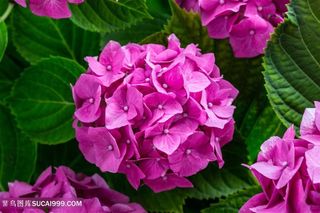 高清绣球花鲜花图片
