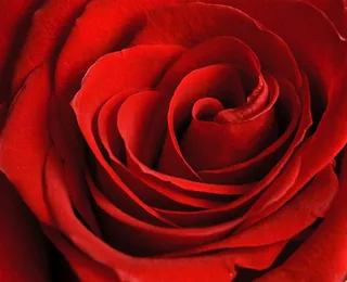 高清特写红玫瑰鲜花图片