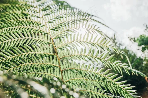 珍稀蕨类植物图片 珍稀蕨类植物图片