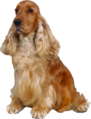 宠物狗大耳朵狗