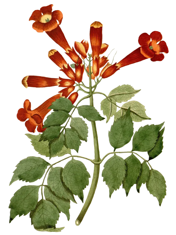 复古手绘植物花卉插画 免抠