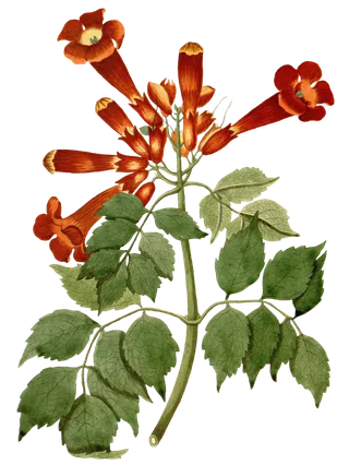 复古手绘植物花卉插画 免抠