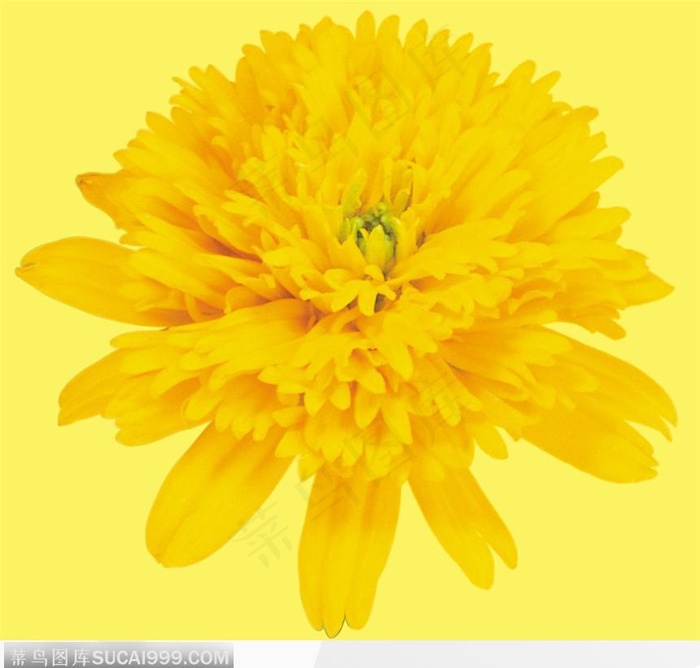 绽放的黄菊花