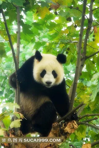 树上的大熊猫