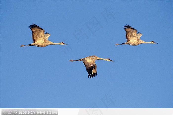 三只飞鸟