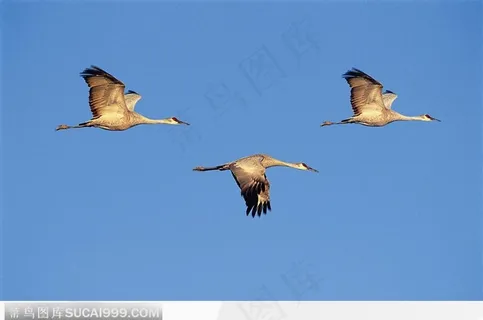 三只飞鸟 三只飞鸟