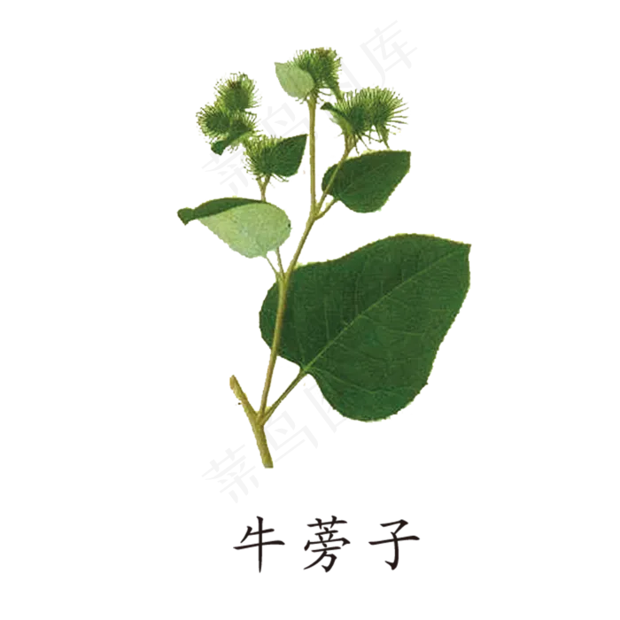手绘草本中药药材