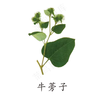 手绘草本中药药材