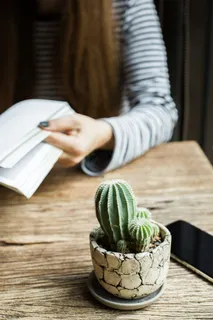 绿色仙人掌仙人球摄影素材