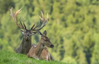 山坡上麋鹿图片动物大全