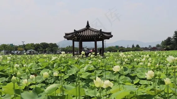 莲花, 白色的, 花, 盛开, 开花, 自然, 池塘, 夏天