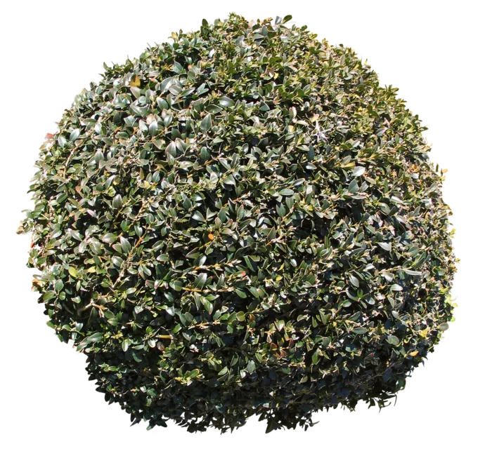 高清树木素材 免抠PSD植物素材 美术绘画园林贴图 树草灌木花草