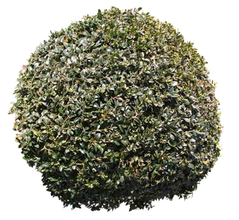 高清树木素材 免抠PSD植物素材 美术绘画园林贴图 树草灌木花草