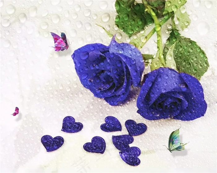 紫色的玫瑰花