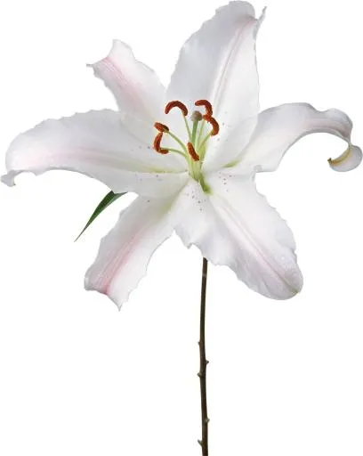 百合花免抠(2035x2553)