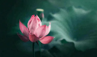 夏天荷花池荷叶荷花特写，夏至小暑大暑摄影图