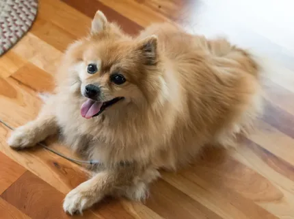 可爱狐狸犬图片 可爱狐狸犬图片