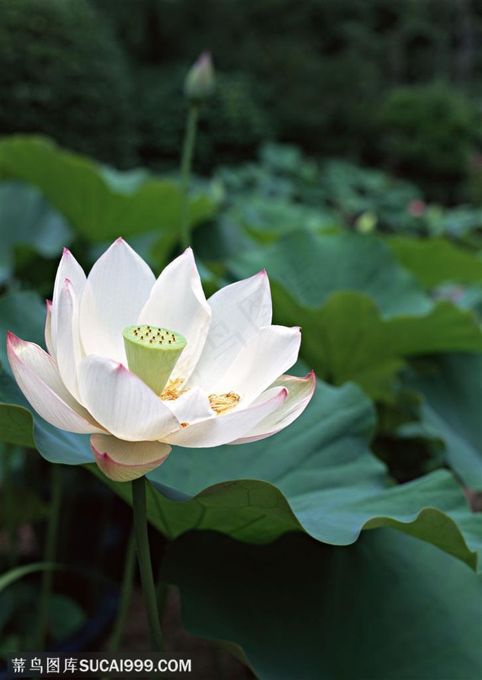 池塘里盛开的洁白的荷花图片