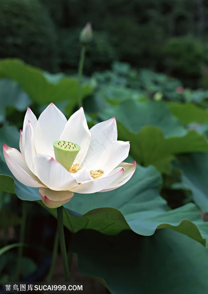 池塘里盛开的洁白的荷花图片