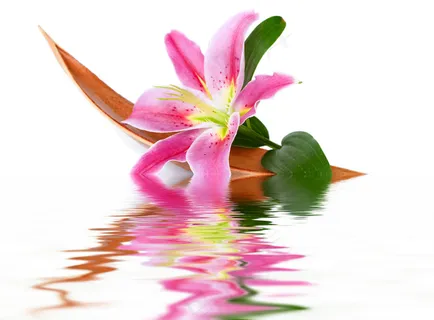 水中百合花图片素材 水中百合花图片素材