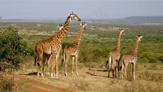 非洲长颈鹿图片