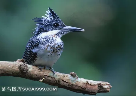 好看的孔雀头鸟