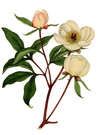 复古手绘植物花卉插画 免抠