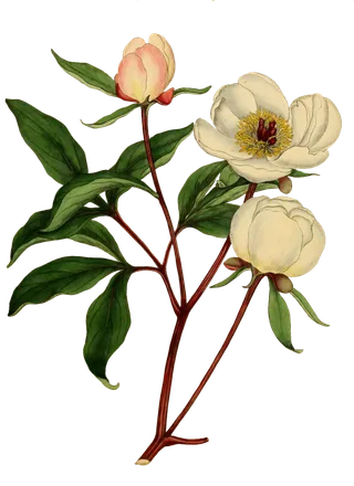 复古手绘植物花卉插画 免抠