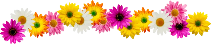 雏菊菊花卡通素材春季谷雨