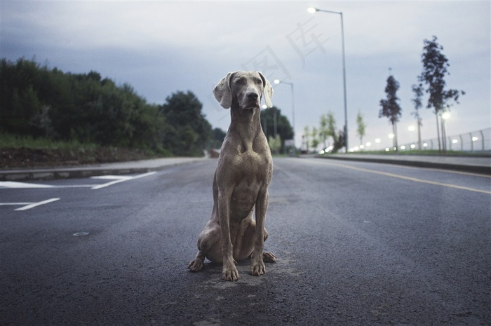 道路中间的狗狗