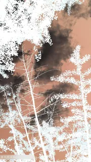 树林间隙下的秋天