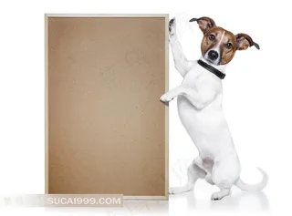 高清小狗和空白木板图片