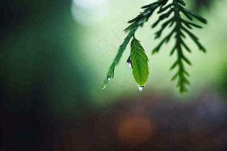 绿色树林里面下雨过后的松枝挂着水滴摄影图