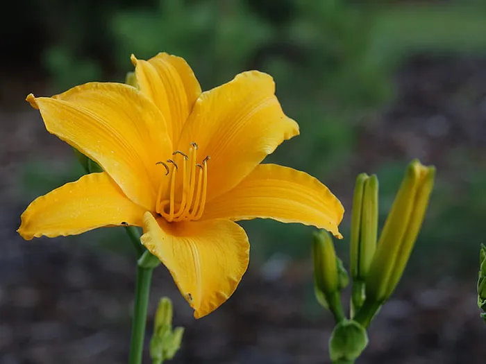 花朵 花束 植物 素材 (177)