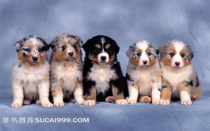 五只可爱的小狗摄影素材