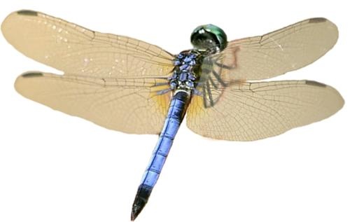 蜻蜓 PNG免抠(500x317)