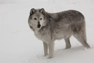 雪天高清狼图片